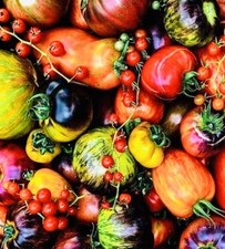 30 x MIX EXOTIC MULTICOLOURED