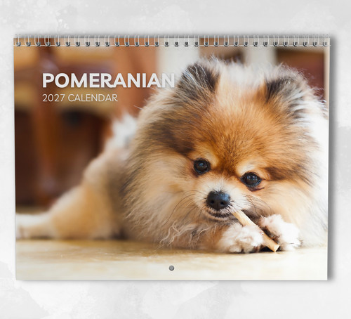 Pomeranian calendar 2027 - pomeranian,