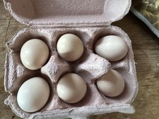 6 Silkie Eggs