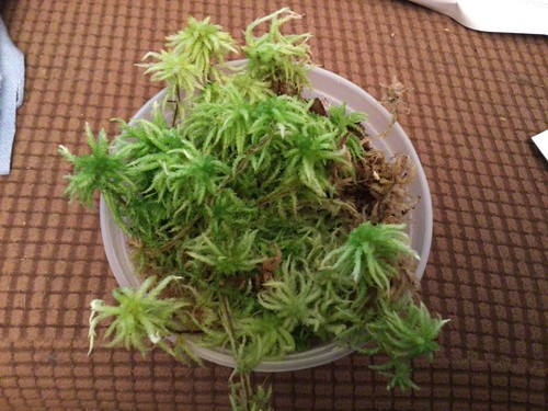Live sphagnum moss for - sphagnum,