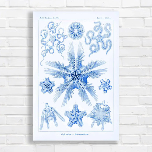 Vintage botanical illustration - vintage,