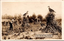 Giant Quail Hunt Comic Exaggeration Postcard by Oscar Erickson 1909
