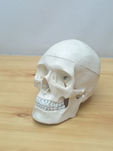 Vintage anatomical lifesize - vintage,