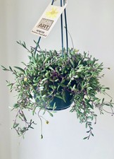 Senecio Herrianus ‘Purple