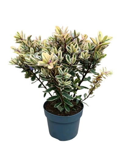 Lilac hebe pack - pack, litre