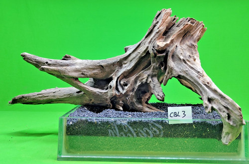 Large corbo root cbl3 - root, cave
