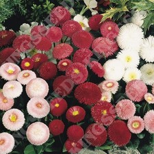 40 Bellis Tasso Mixed Bellis Daisy Bedding Plug plants