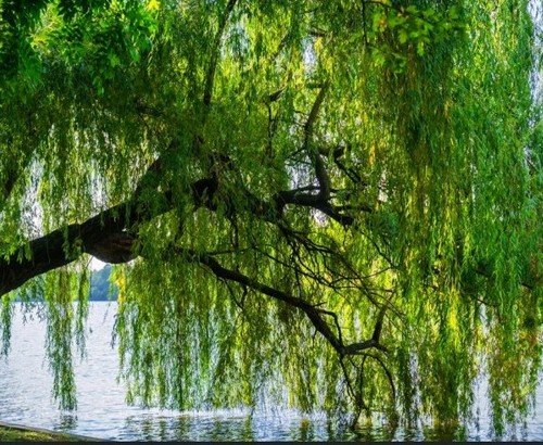 Golden weeping willow tree - weeping,