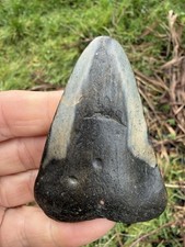 Fossil Megalodon Shark Tooth