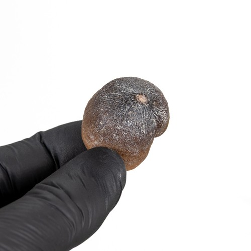 Globidens mosasaur tooth - mosasaur,