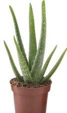 ALOE VERA plant, Aloe, Well Rooted, Easy Care Great Beginners Plant