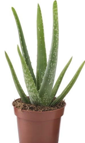 Aloe vera plant - aloe,, well