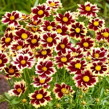 Coreopsis solar fancy real - coreopsis,
