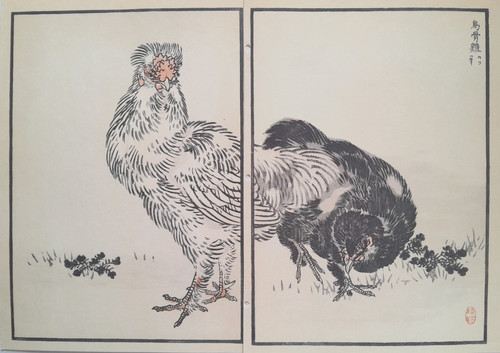 Bairei silkies silkie - bairei,