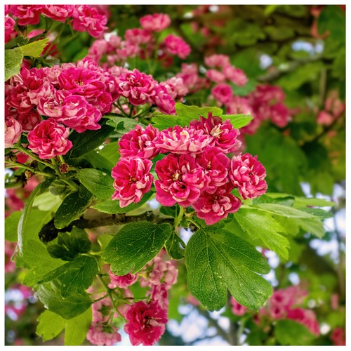 Midland hawthorn paul s - 3,