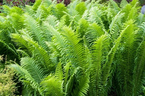 Gigantic shuttlecock fern - xl,