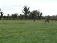 Photo 6x4 Horses grazing Ward