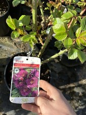 Potted rose rhapsody - potted, blue'