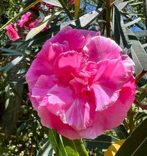 Nerium oleander cv 'LOREDANA'