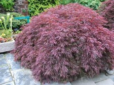 Acer palmatum dissectum Royal