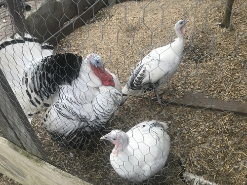 Royal palm turkey hatching - royal,