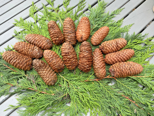 Extra large norway - 15,