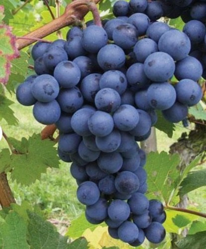 Boskoop glory grape vine - boskoop,