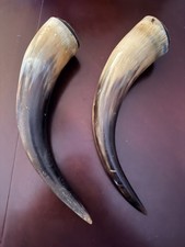 20TH CENTURY OX / COW HORN 
