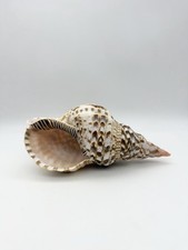 Triton Trumpet Sea Snali Conch