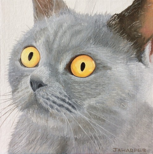 Grey cat limited edition print