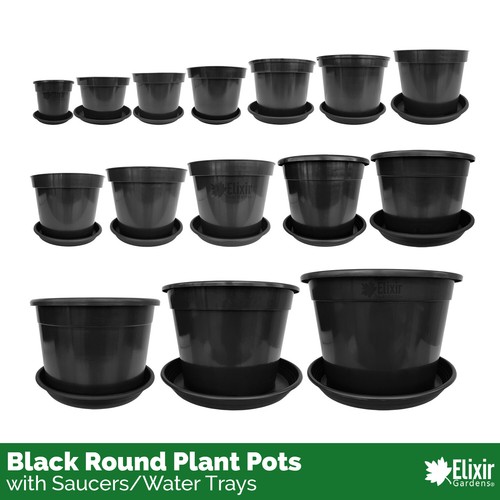 Plant pot tree - plant,