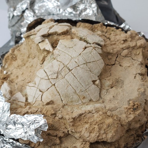 Turtle shell project - shell,