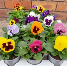 Winter Flowering Pansies 15 Pack 9cm Pots Hardy Baskets Tubs Mixed Colours