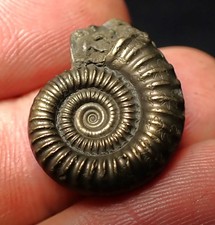 Crucilobiceras pyrite ammonite