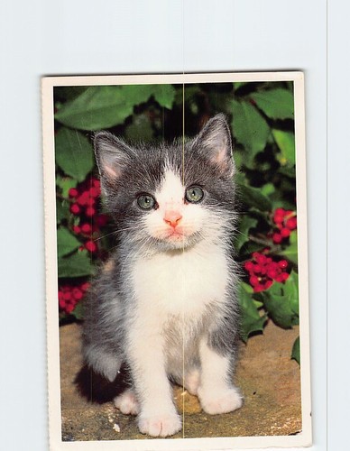 Postcard cute black white - cute,