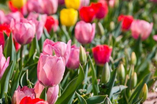 Mixed darwin hybrid tulip - mixed,