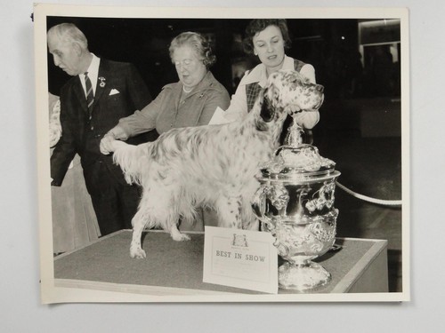 Crufts dog show - dog,