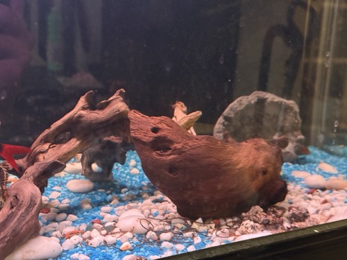 Fish tank aquarium filter