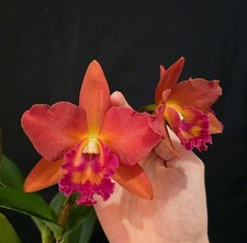 Cattleya Red. Large Red