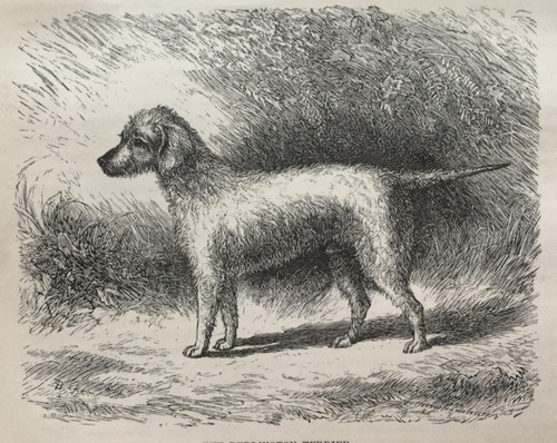 The bedlington terrier - bedlington, dog