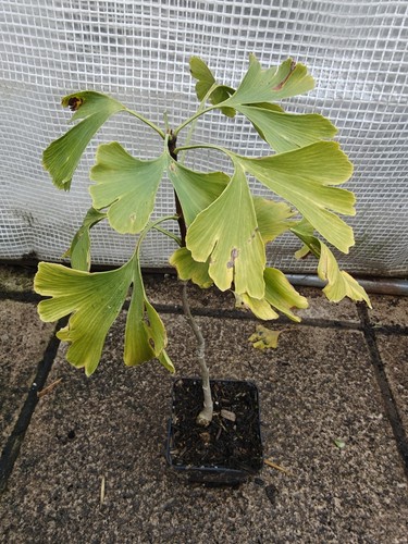 Ginkgo biloba maidenhair tree - ginkgo,