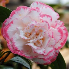 Camellia 'Margaret Davis' 9cm