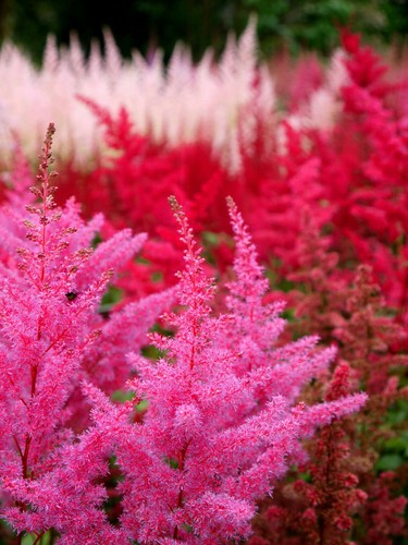 Plug plants astilbe mixed - plug,