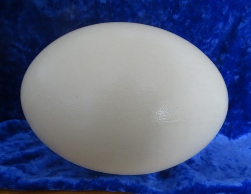 Blown rhea eggs - rhea,