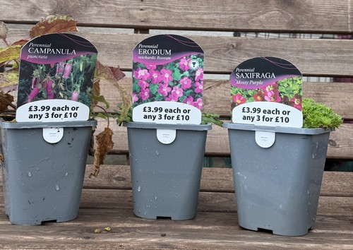Set perennial plants in - perennial,