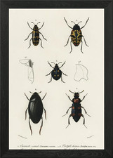 Different Types Of Beetles