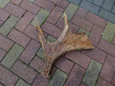 Moose Antler Home Cottage Loft Any Craft Collector Weight Over 2kg A-6