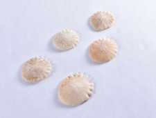 1x Premium Small Echinoid