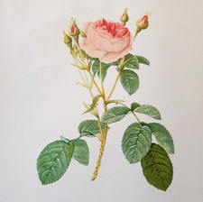 Pierre Joseph Redoute A Colour