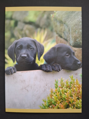 Black labrador puppy - labrador,